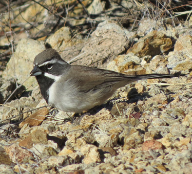 Black-throated Sparrow at Gates Pass 1_24_2015